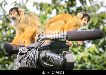 London 16. Dez 2019. Spitzbübisch Truppe der Zoo der Bolivianischen Black-capped Totenkopfäffchen nehmen Sie ein großes Interesse an dem video kamera Ausrüstung eines Journalisten Dreharbeiten bei einem Fotoshooting im ZSL London Zoo. Black-capped Totenkopfäffchen (Saimiri Boliviensis) sind gut zu klettern und haben das größte Gehirn zu Körpergröße Verhältnis aller Primaten angepasst. Sie sind beheimatet in Madagaskar. Credit: Imageplotter/Alamy leben Nachrichten Stockfoto