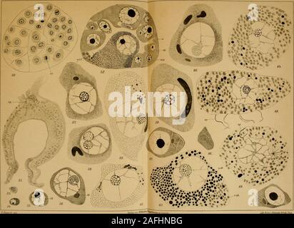 . Zeitschrift für wissenschaftliche Zoologie. . CjO^O 0 coph CS-"^^^v^li^^^^ Ein?*!%^i^© | §®^, ich,,.,;.". pviira! Ich 0 teW)°..^t^***^^ iWUh/J/rtStigelni onn in Leipzig. Lüh AnsLv. JohoAnes Arndt, Jena Zeitschrift f. Iviss. Zoologie Bd. 1, Bl. Cll. Taf. Xv. S. Reupsck gez. Verlag Leipzig. lUh ÄnstvJoharvus ArndtJma. ZeitschrUl f. wiss. Zoohgie Bd. 1, Bl. CIL Tat: XVI. Stockfoto