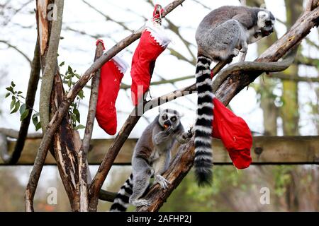 Kattas essen Festliche links in Weihnachten Strümpfe an ZSL London Zoo. Stockfoto