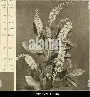 . Die Farquhar Herbst Katalog: 1913. 35 Comus Stolonifera.- Dordood. Clethra Alnifolia. Baccharis halmifolia. Featherj^ weißen Blüten. Sep, jeden September S. 35 Berberis purpurea. Purple-Leaved Berberitze. Dunkel lila Laub Thunbergii. Japanische Berberitze. Zwerg, stattlich, glänzenden foUage die Kupfer dreht - im Herbst rot; seine leuchtend roten Beeren hängen über den gesamten Winter. Große Pflanzen Vulgaris. Gemeinsame Berberitze. Juni Calycanthus floridus. Spice Btish. Braun Blumen; duftend; Juni bis August Caragana arborescens. Sibirische Erbse. Ein interessanter Strauch, Blumen gelb, pea-geprägt; Chionanth kann.... Stockfoto