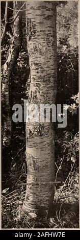 . Handbuch der Bäume im nördlichen Staaten und Kanada östlich der Rocky Mountains. Foto - beschreibend. Kanada Pflaume. Prunus nigra Ait. Stockfoto
