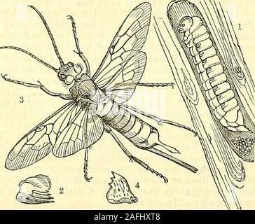 . Die Gärtner' Chronik und Landwirtschaftliche Zeitung. ry, die einzeln beencaptured hatte, aber häufig, an einer Stelle, wo somesawyers am Werk waren, und unser Korrespondent hadobserved, dass die Proben mit einer Schraube - wie apparatusat den Rückstellknopf (als Frauen) thrustthis Instrument mit großer Kraft in Tanne Planken, whenthey folglich leicht genommen wurden, aber die Borer so fest, dass es schwierig war, wasinserted itwithout Schädigung des Insekt zu widerrufen. Über der Mitte des themonth Herr Lamb hat uns mitgeteilt, dass er es geschafft hatte, die infinding Sirex gigas in die Larve, Muster Stockfoto