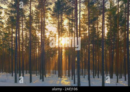 Die Sonne im Winter im Wald Stockfoto