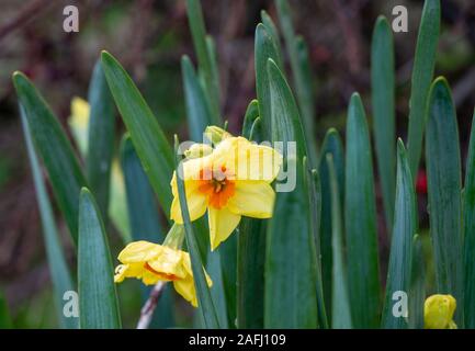 Castletownshend, West Cork, Irland, 16. Dezember 2019. Ein sonnigen Tag in West Cork, es muss Frühling sein, die Narzissen sind in die Vorgärten in Castletownshend. Könnte dies der erste daffs des Jahres werden? Kredit aphperspective/Alamy leben Nachrichten Stockfoto