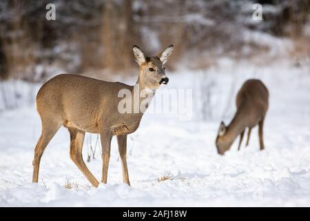 Ein paar erwachsene Rehe sich Fütterung auf dem verschneiten Feld im Winter Stockfoto