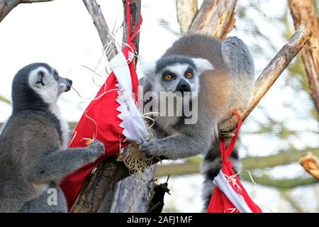 Kattas Weihnachten Leckereien genießen. Stockfoto