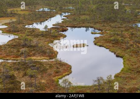 Ökopark in den Mooren mit kleinen Seen und hölzerne Pfade. Sumpfland in der Mitte von Estland Stockfoto