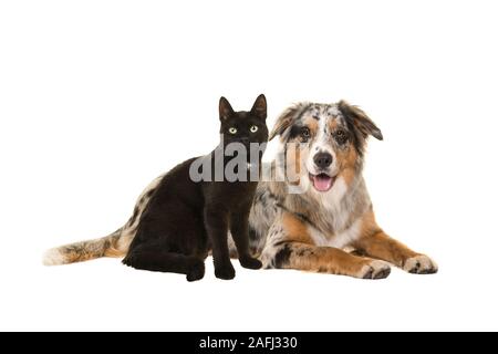 Ziemlich liegend blue merle Australian Shepherd Dog und eine sitzende schwarze Katze zusammen mit Blick auf die Kamera auf einem weißen Hintergrund isoliert Stockfoto