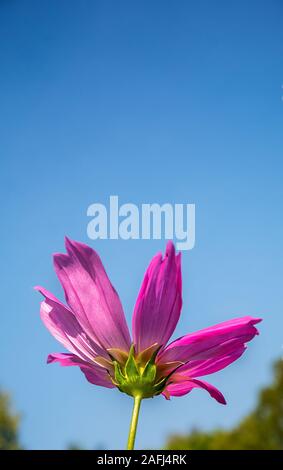 Single rosa Kosmos Blume Blumen Feld mit Tageslicht und blauer Himmel Stockfoto