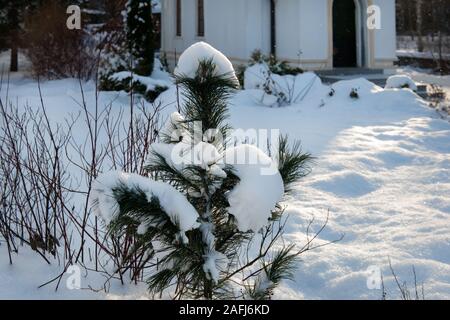 Junge Kiefer in Schnee an einem Wintertag abgedeckt Stockfoto