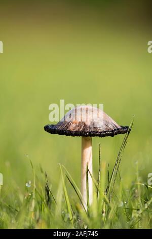 Shaggy Inkcap Pilz (Coprinus comatus) wächst auf einem Rasen. Tipperary, Irland Stockfoto