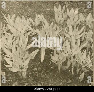 . Die Farquhar Herbst Katalog: 1913. Calla lily. 34. R. und J. FARQUHAR & Co. BOSTON. CAMASSIA. Vollkommen winterhart, gedeiht in geschützten und jxartially schattig- tionen. Schöne Pflanzen für den Steingarten. Esculenta. Indische Quamash. Ein hübsches, Feder - blühende Pflanze, mit dunkelblauen Blüten ähneln denen der Scilla campanulata. 30 Cent pro dtz.; $ 2,00 pro 100; $ 18,00 pro 1.000. Cusicki. Eine robuste wachsende Vielfalt mit hohen Spitzen jeder eine Reihe von blass Lavendel sternförmige Blüten mit gelben Staubbeuteln. 75 Cent pro dtz.; $ 6,00 pro 100. Krone IMPERIALEN. (Fritillana Imperialis.) Hardy Grenze Stockfoto