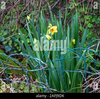 Castletownshend, West Cork, Irland, 16. Dezember 2019. Ein sonnigen Tag in West Cork, es muss Frühling sein, die Narzissen sind in die Vorgärten in Castletownshend. Könnte dies der erste daffs des Jahres werden? Kredit aphperspective/Alamy leben Nachrichten Stockfoto