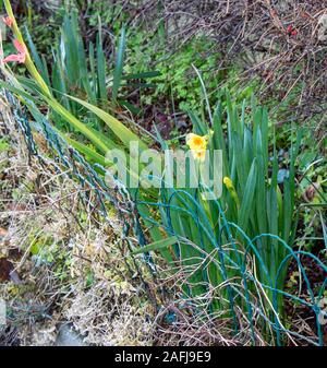 Castletownshend, West Cork, Irland, 16. Dezember 2019. Ein sonnigen Tag in West Cork, es muss Frühling sein, die Narzissen sind in die Vorgärten in Castletownshend. Könnte dies der erste daffs des Jahres werden? Kredit aphperspective/Alamy leben Nachrichten Stockfoto