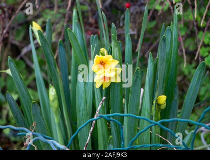 Castletownshend, West Cork, Irland, 16. Dezember 2019. Ein sonnigen Tag in West Cork, es muss Frühling sein, die Narzissen sind in die Vorgärten in Castletownshend. Könnte dies der erste daffs des Jahres werden? Kredit aphperspective/Alamy leben Nachrichten Stockfoto