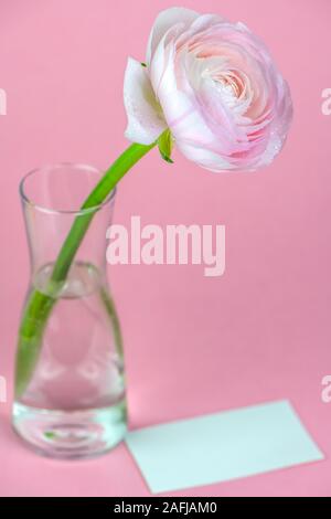 Schön zart rosa ranunkeln in einer Vase. Papier Karte. Vertikale Stockfoto