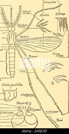 . Eine praktische Untersuchung von Malaria. Der Kopf. Die Antennen, die aus von vierzehn bis sechzehn Gelenke, entstehen aus der Papillen unmittelbar vor den Augen, bei Frauen, scantilyhaired, schön plumose bei Männern. Der Rüssel Projekte aus der Mitte der anteriormargin des Kopfes auf der untersten Ebene. Der Rüssel ist highlycomplex. Es besteht aus einem labrum und epipharynx, ein Hypo- Rachen, zwei Kiefer, zwei maxillae, und ein labium whichforms eine Hülle für die anderen Teile. Der maxillae und mandi-bles für Durchstechen der Haut dienen. Die epipharynx führt die 6 & 2 DIE STUDIE VON MALARIA Blut oder o Stockfoto