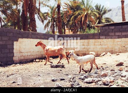 Zwei Ziegen zu Fuß auf der Straße in Arabien Stockfoto