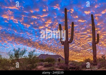 Farbenfroh und epische Arizona Sunset Landschaft mit Cactus im Vordergrund in der Nähe von Scottsdale. Stockfoto