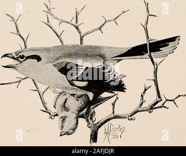 . Einführung in die Zoologie; ein Leitfaden für die Untersuchung von Tieren, für die Verwendung von weiterführenden Schulen;. Abb. 272. - Red-eyed vireo (VIREO. Abb. 273. - Great Northern shrike (Lanlus DER ENGLISCHEN SPARROW UND SEINEN VERBÜNDETEN 291 impaling scheint vor allem in der Winter Zeit getan werden, andapparently für seinen Zweck der Aufbewahrung von Lebensmitteln againstpossible Hunger hat. Unter den Vögeln häufig zerstört bythem ist die englische Sparrow, und es wurde vorgeschlagen, dass die Würger ermutigt werden sollten, in den Parks der Städte zu leben Stockfoto