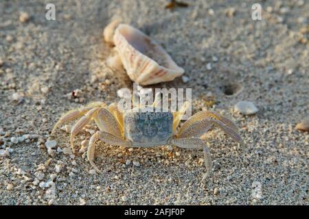 Atlantic ghost Crab steht regungslos am Strand. Stockfoto