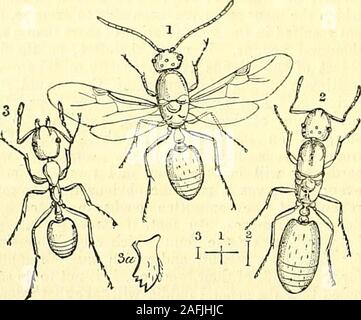 . Die Gärtner' Chronik und Landwirtschaftliche Zeitung. Bostock veröffentlichten Bekanntmachung dieses Insekt und der attemptswhich er gemacht hatte es von seinem eigenen Haus (Trans zu lösen. Ent. Soe. II, S. 65). Die Ameisen ina Schrank, wo speichert gelegentlich gehalten wurden, andalso auf eine Reihe von Regalen an den Schrank gefunden wurden, die Insekten, die meisten zahlreiche in dem Teil wo Wand von einem Brand im angrenzenden Haus beheizt war. Im Monat Juni den Schrank und Regale wereremoved, wenn in allen Teilen, wo die Holz-Arbeit schlecht in die Wände lassen, oder auch, wo Es hadbeen in Conta Stockfoto