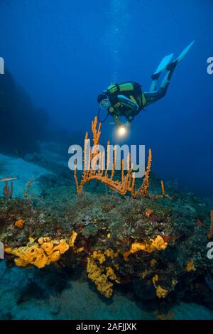 Scuba Diver Uhren ein mediterranes Schwamm (Axinella cannabina), Bodrum, Türkei Stockfoto