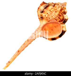 Die schnepfe Bill Murex/Woodcock Murex Shell (Haustellum haustellum) c 12 cm. Auf den Phillippinen Stockfoto