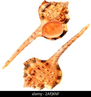Die schnepfe Bill Murex/Woodcock Murex Shell (Haustellum haustellum) c 12 cm. Auf den Phillippinen Stockfoto