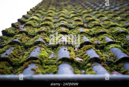 Berlin, Deutschland. 15 Dez, 2019. Moos wächst auf dem Dach eines Einfamilienhauses. Credit: Soeren Stache/dpa-Zentralbild/ZB/dpa/Alamy leben Nachrichten Stockfoto