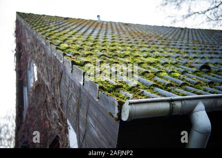 Berlin, Deutschland. 15 Dez, 2019. Moos wächst auf dem Dach eines Einfamilienhauses. Credit: Soeren Stache/dpa-Zentralbild/ZB/dpa/Alamy leben Nachrichten Stockfoto