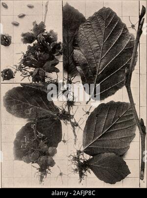 . Handbuch der Bäume im nördlichen Staaten und Kanada östlich der Rocky Mountains. Foto - beschreibend. Hexe - HAZEL Hamamelis Yirginiana L. Abb. 259. Branchlet Lager reifen Obst und Blumen, i: Leere Kapseln, zwei Eröffnung, capsulesdisclosing Samen, und verstreuten Samen, 2; branchlet Lager Blätter und Blüten, 3; Isolierte Blumen, 4; branchlet im Winter, 5. 260. Stamm mit Rinde und Flechten, Alleghany Berge, N.C. 261. Holz Struktur vergrößert 15 Durchmesser. Handbuch der Bäume des Xoi; AXD (: Hamamelis ist in der Regel ein lar.irc.sluu!, während der grösseren j) jrt< wenn dessen Ra Stockfoto