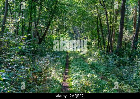 Pfad durch einen sehr üppigen, grünen Wald mit Sonnenstrahlen, die durch die Bäume im Naturschutzgebiet Zarth in der Nähe von Treuenbrietzen Stockfoto