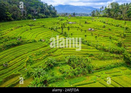 Luftaufnahme von Terrassierten Reisfelder Bali, Indonesien. Stockfoto