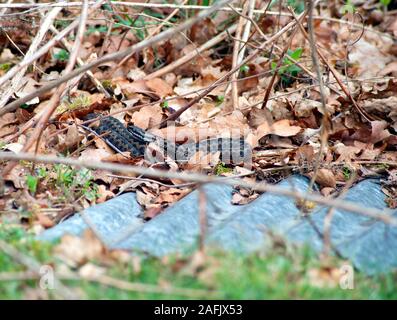 Gemeinsame Kreuzotter (Vipera berus) Emerging im Frühjahr unter einem Blatt aus Wellblech. Stockfoto