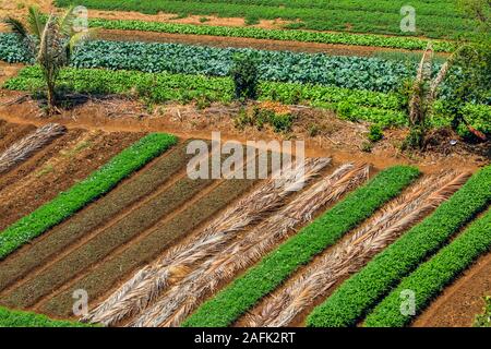 Grüne bewässerten Kulturen wächst auf flachen Flächen östlich der Provinzhauptstadt bei einem schweren trockener Jahreszeit; Kampot, Provinz Kampot, Kambodscha. Stockfoto