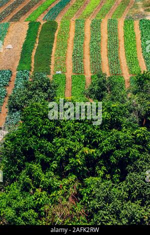 Grüne bewässerten Kulturen wächst auf flachen Flächen östlich der Provinzhauptstadt bei einem schweren trockener Jahreszeit; Kampot, Provinz Kampot, Kambodscha. Stockfoto