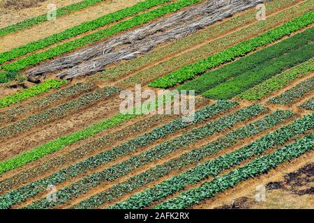 Grüne bewässerten Kulturen wächst auf flachen Flächen östlich der Provinzhauptstadt bei einem schweren trockener Jahreszeit; Kampot, Provinz Kampot, Kambodscha. Stockfoto