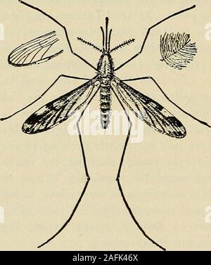 . Vorbeugende Medizin und Hygiene. von incuba- tion. Die infizierte Mücke maylive lange Zeit infizieren und mehr als eine Person nacheinander. Der Malariaparasit scheint eine Schaden zu - weniger saprophyte Für die Mücke. Der Parasit wird nicht in der Mücke entwickeln, wenn die mittlere Temperatur unter 60°F. Xone Der anophelinae Inland im Sinne unserer housemosquitoes sind, wie Culex quinquefasciatus pipicus, C. und Aedes calopus, und dieses ist nicht für die Übertragung von Malaria notwendig. Die longpresence des Malariaparasiten im menschlichen Verkehr und die Gestalteri- quent häufige Chancen Stockfoto