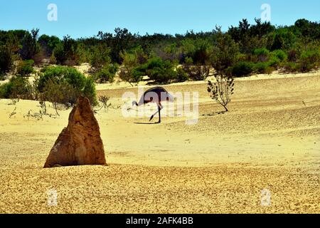 Australien, WA, wilde Wwu in den Pinnacles im Nambung Nationalpark, bevorzugte touristische Attraktion und natürliche Sehenswürdigkeiten Stockfoto