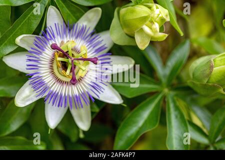 Passon Blumen & Blüten Stockfoto