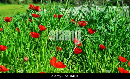 Schöne Anemonen in grüne Gras. Blühende Frühling in Israel. Makrofotos. Stockfoto