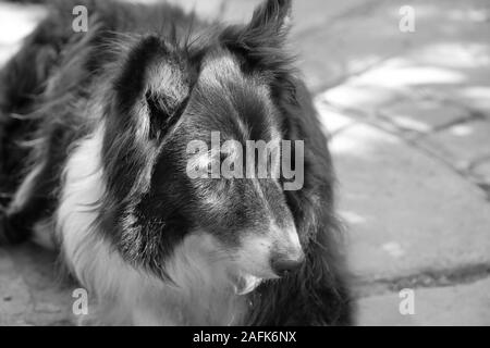 11 jährigen Border Collie Hund Verlegung außerhalb Stockfoto