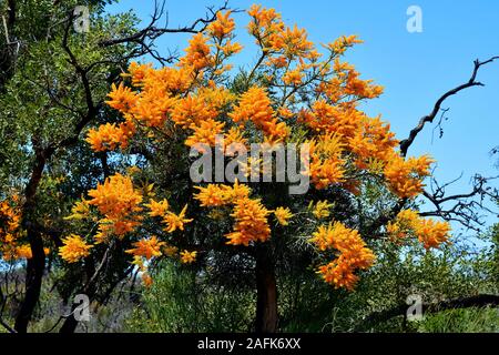 Australien, Nuytsia floribunda aka Western Australian Christmas Tree Stockfoto