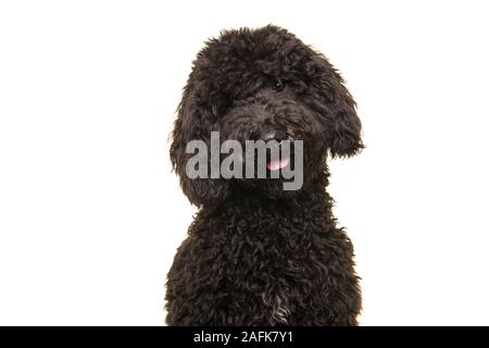 Porträt einer gekräuselte schwarze labradoodle Hund an der Kamera auf einem weißen Hintergrund suchen Stockfoto