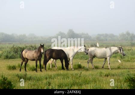Gruppe der Camargue Pferde grasen und Reiher im Nebel Camargue Parc Naturel Régional & Nature Reserve Provence Frankreich Stockfoto