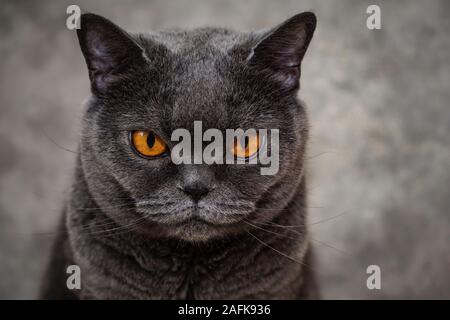 Close up Portrait von Britisch Kurzhaar Katze. Pedigreed Version des traditionellen britischen Hauskatze, mit einem unverwechselbaren gedrungenen Körper, dichtes Fell, b Stockfoto