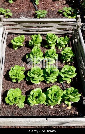 Reihen von Salat oder Kopfsalat, Lactuca sativa, in einer Küche Garten, Gemüsegarten oder Schrebergarten Wachsende Stockfoto