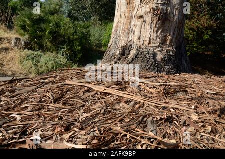 Rinde von Eukalyptus robusta Baum und Streufall, Pflanze-abfall, Baum Wurf, Pflanzenresten oder Rinde Ablagerungen auf Waldboden. Stockfoto
