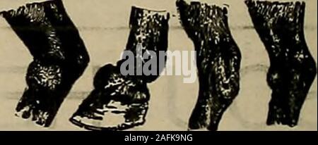 . Züchter und Sportler. pre-paid, $ 4,00. Vol. XX, 1904, einzelne Kopien, pre-paid, $ 4,00. Vol. XIX, 1903, einzelne Kopien, pre-paid, $ 4,00. Vol.XVHI, 1902, einzelne Kopien, pre-paid, $ 4,00. Bd. XVII, 1901, einzelne Kopien, pre-paid, $ 4,00. Vol. XVI, 1900, einzelne Kopien, pre-paid, $ 4,00. Vol. XV, 1 S99, einzelne Kopien, pre-paid, $ 4,00. VoL. XIV, 1898, einzelne Kopien, pre-paid, $ 3,00. Vol. XI, 1895, einzelne Kopien, pre-paid, $ 3,00. Vol. IX, 1893, einzelne Kopien, pre-paid, $ 3,00. Vol. VI, 1890, einzelne Kopien, pre-paid, $ 2.50. Vol.Vf 1889, einzelne Kopien, pre-paid, $ 2.50. Alle anderen Volumes aus drucken. Die Stockfoto